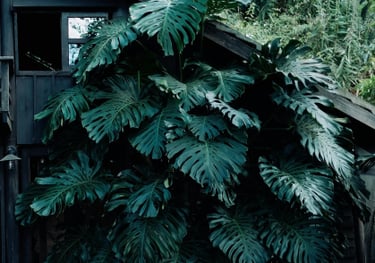 Mature Monstera deliciosa growing outdoors