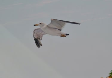 Détail d'une peinture décorative: une mouette vole au dessus de la mer. Jura, 39.