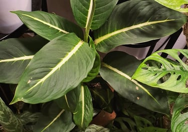 Dieffenbachia oerstedii Green Magic