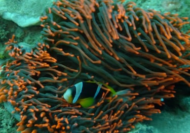 clown fish, sodwana bay, South Africa