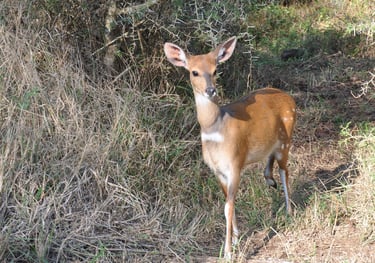Deer at the Isimangaliso wetland park, St Lucia, South Africa