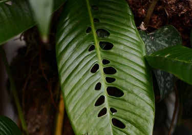Rhapidophora foraminifera plant