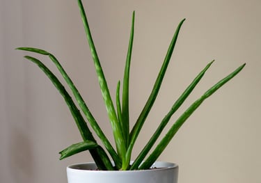 Aloe plant
