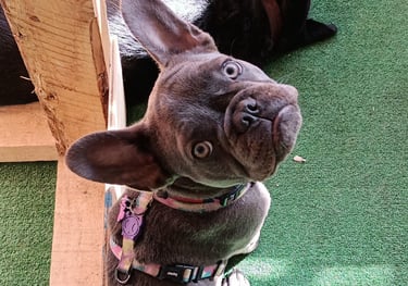 Clases para perros juveniles