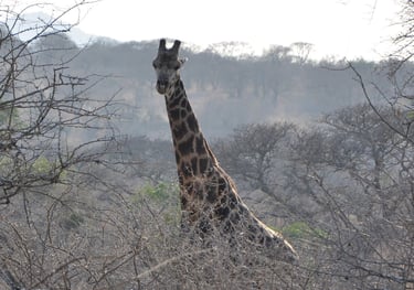 Giraffe in the Hluhluwe and Umfolozi game park, South Africa