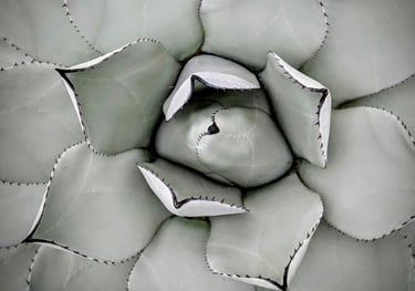 Agave Mescal plant
