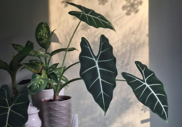 Alocasia Frydek