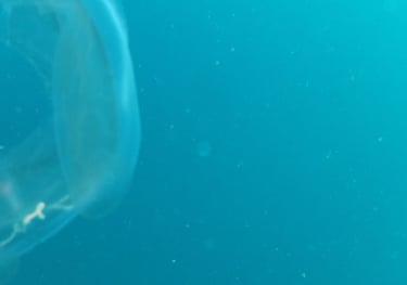 jelly fish, sodwana bay, South Africa