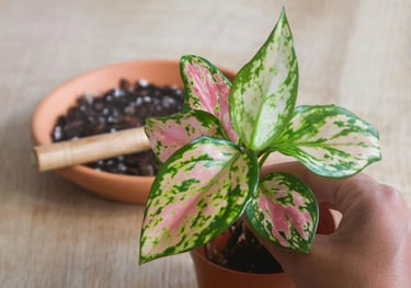 Aglaonema Red Valentine