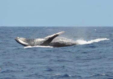 humpback whales in Vava'u, The Kingdom of Tonga