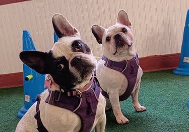 Socialización de perros