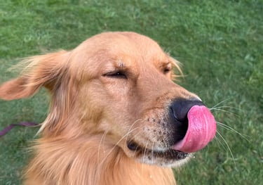 Guarderia con entrenamiento para perros