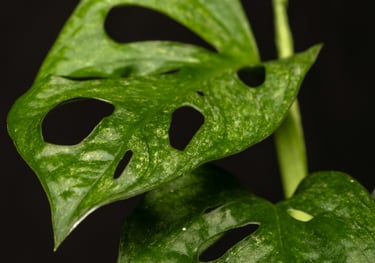 Monstera adansonii variegata European Mint
