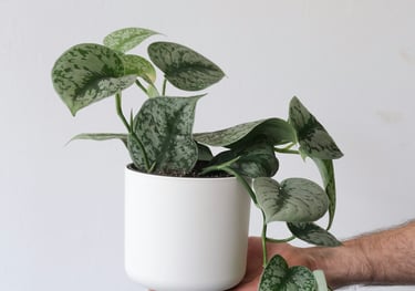 Scindapsus pictus Exotica