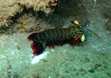 mantis shrimp, sodwana bay, South Africa