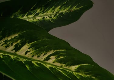 Dieffenbachia Compacta