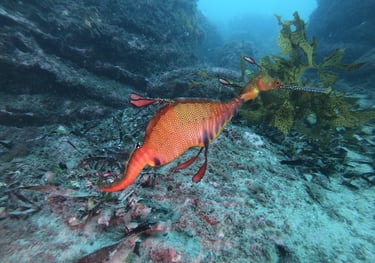 weedy Sea Dragon, Botany Bay, Sydney, Australia
