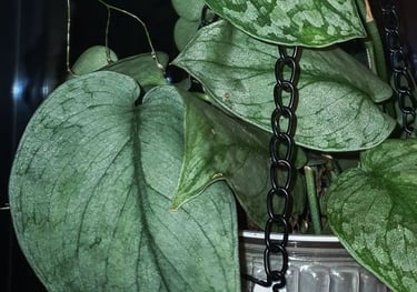 Scindapsus Silver Cloud