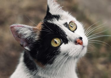 Gato calico de colores blanco, negro y naranja, con ojos verdes viendo a cámara