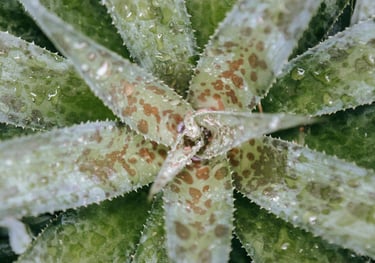 Mangave Pineapple Express Agave Hybrid