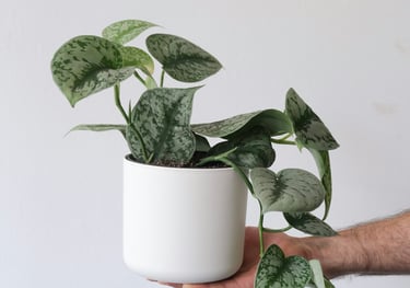 Scindapsus Exotica