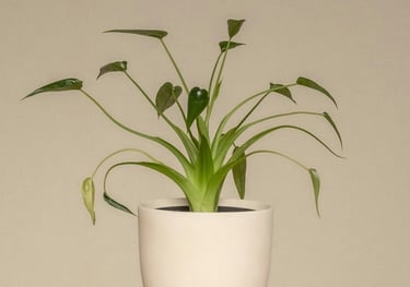 Alocasia 'Tiny Dancer'