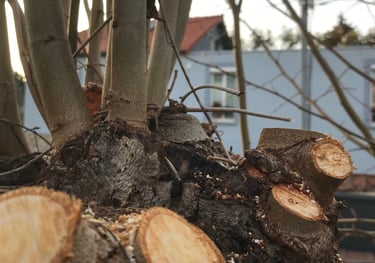 Élagage à Soisy-sur-Seine et aux alentours.