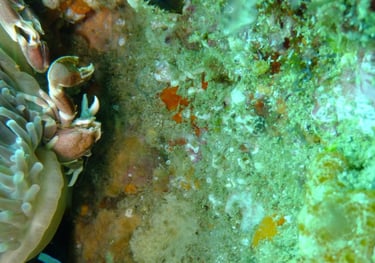 crabs , sodwana bay, South Africa