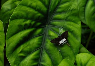 Alocasia calcuta