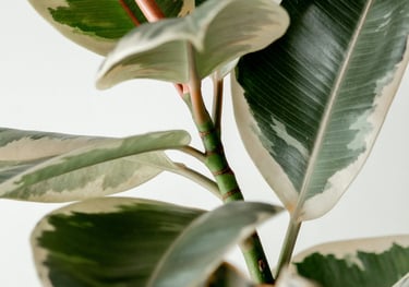 Ficus Elastica Tineke