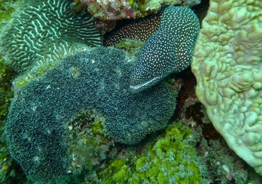 moral eel, sodwana bay, South Africa