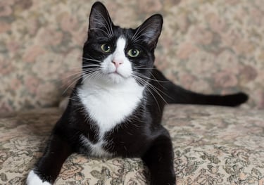 Black and white cat with a pink nose