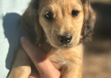 Cute shaded cream dachshund puppy