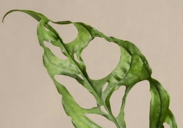 Monstera Obliqua with natural holes in the leaf