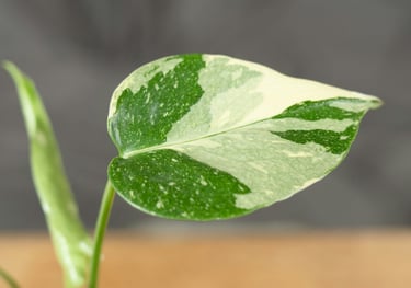 Juvenile Monstera Albo Variegata
