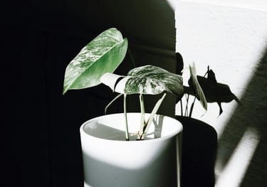 Monstera Albo Variegata