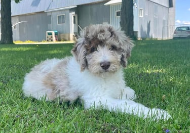 Magnifique Aussie Doodle au pelage tricolore, parfait pour les familles actives.