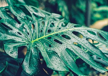 Mature Monstera Thai Constellation fenestrated leaf