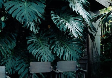 Mature Monstera deliciosa growing outdoors