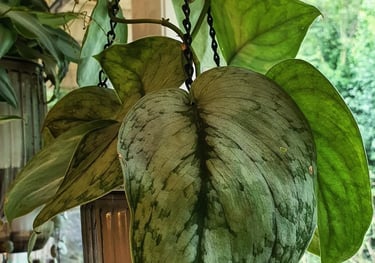 Scindapsus Silver Cloud