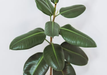 Ficus Elastica Tineke