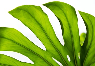 Monstera deliciosa leaf close up 