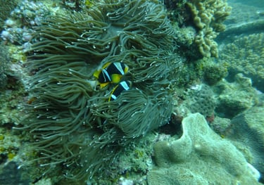 clown fish, sodwana bay, South Africa