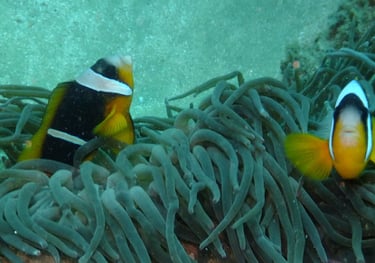 clown fish , sodwana bay, South Africa