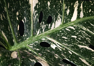 Close up of a Monstera Thai Constellation leaf