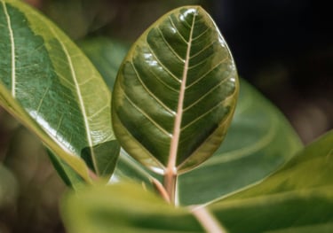 Ficus Elastica Belize