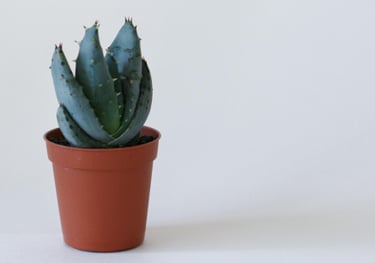 Agave pup in plastic pot