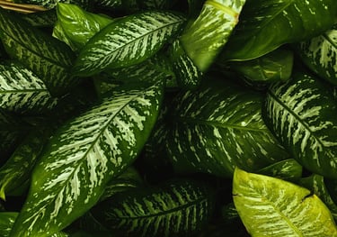 Dieffenbachia Nouvelle