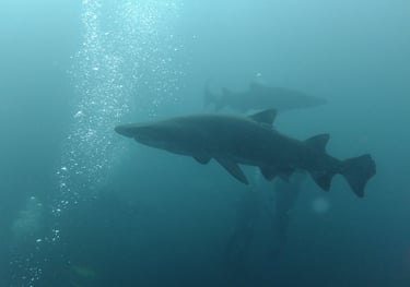 Ragged tooth Shark, Aliwal Shoal, Umkomaas, South Africa