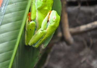 poison dart frogs at the La Paz Waterfall Garden and Nature Park, Costa Rica